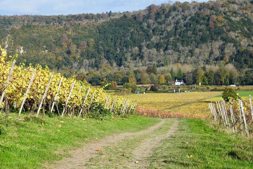 Un vignoble à Dorking, au Royaume-Uni – le pays pourrait voir davantage de vignobles pousser alors que la crise climatique crée un nouvel environnement favorable au raisin