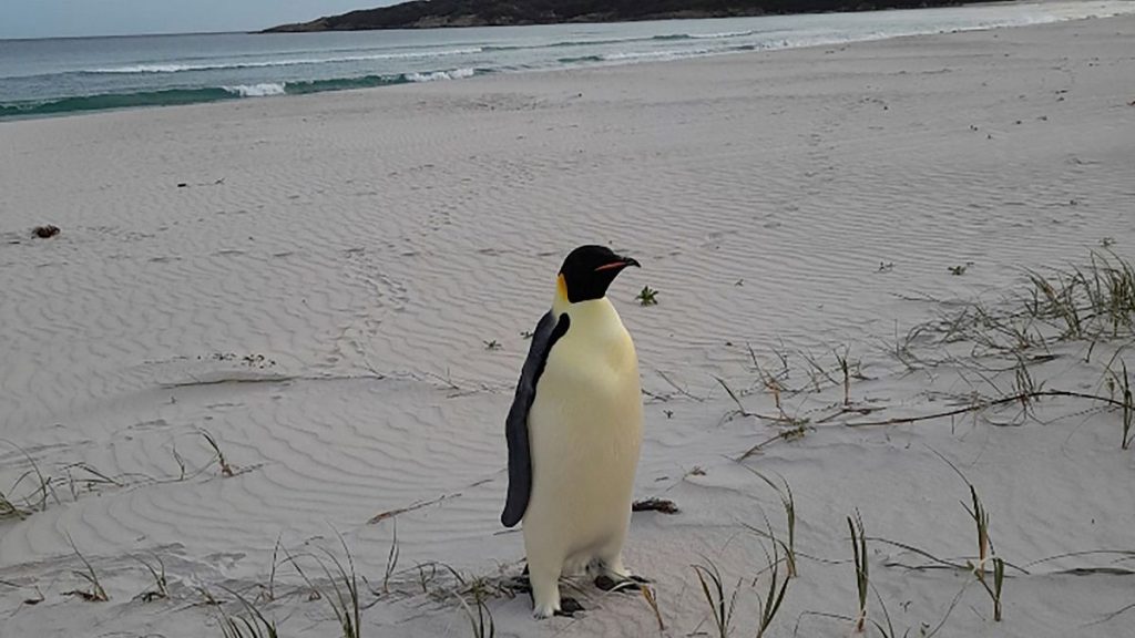 A male emperor penguin dubbed Gus stands on a beach near Denmark, Australia, thousands of kilometres from its normal habitat on Antarctica.