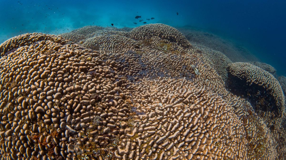 A group of scientists working aboard a research vessel in the southwest Pacific Ocean has discovered the world’s largest coral in the Solomon Islands,