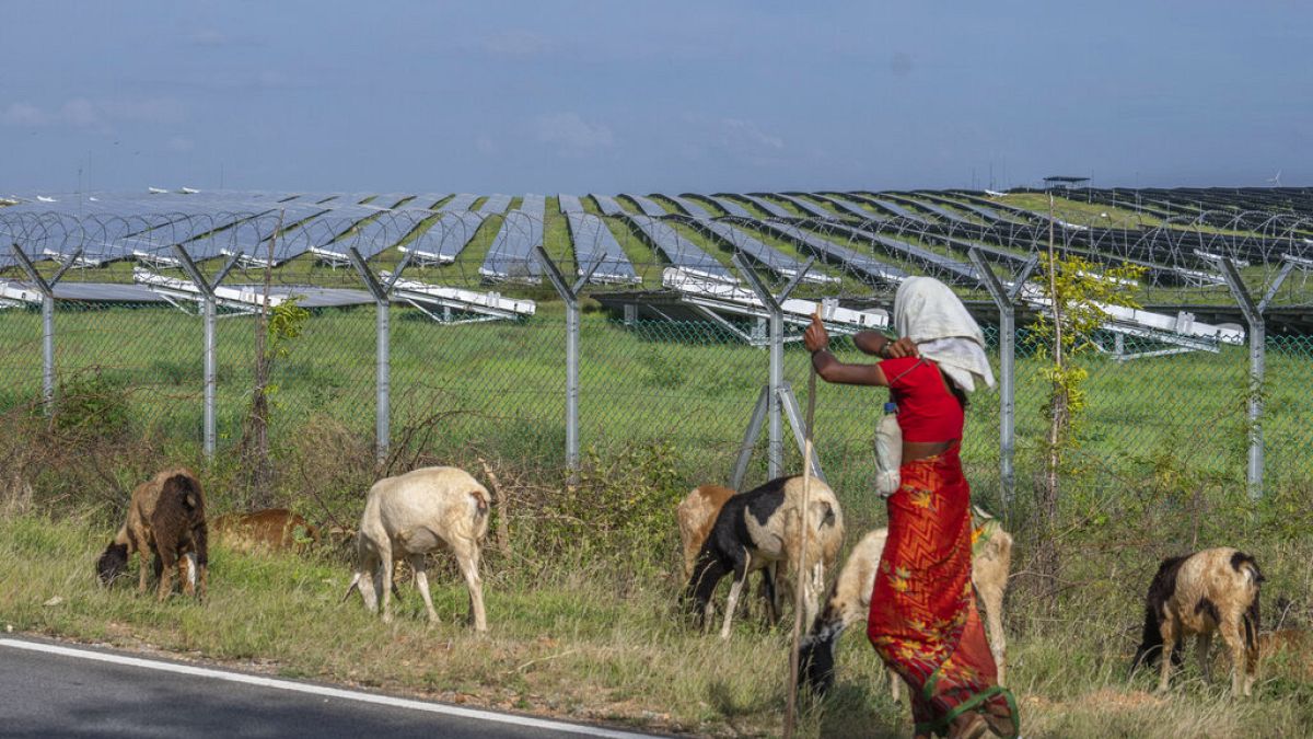 FILE: A woman grazes her sheep near a solar power plant in Pavagada Tumkur district, in the southern Indian state of Karnataka, India, Thursday, Sept. 15, 2022.