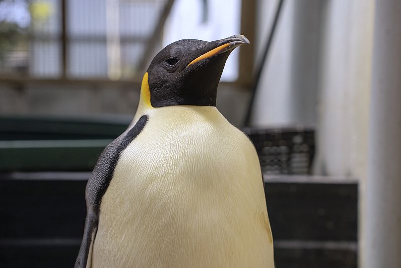 Gus, le manchot empereur découvert sur une plage du sud de l'Australie