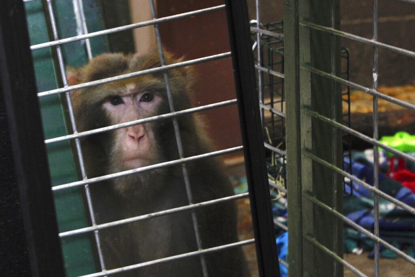 DOSSIER – Sur cette photo du 13 mai 2019, un miroir est tendu à Izzle, un macaque rhésus, chez Primates Inc., à Westfield, Wisconsin.