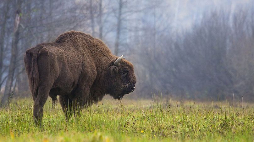 Un bison broute dans la forêt de Bialowieza, dans l’est de la Pologne.