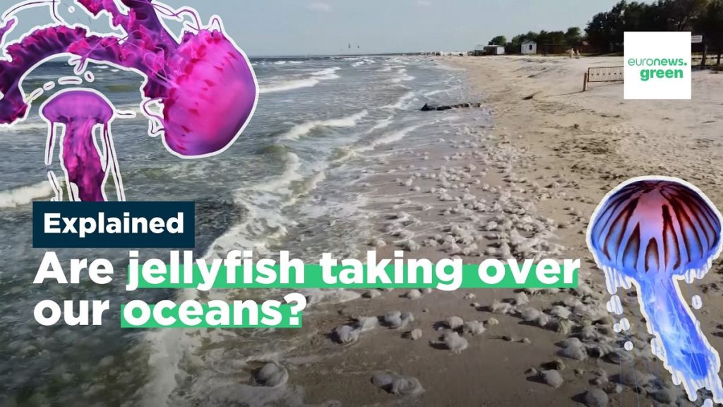 What’s behind jellyfish ‘blooms’ and are there actually more of them?