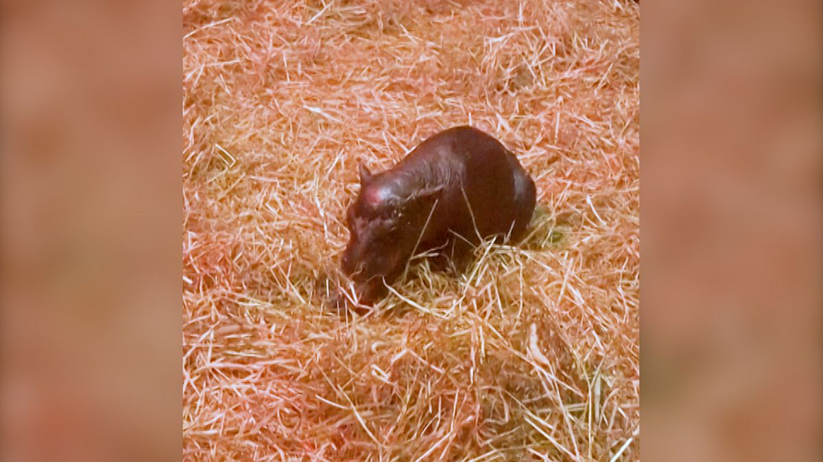 Rencontrez Haggis, un adorable hippopotame pygmée nouveau-né au zoo d'Édimbourg