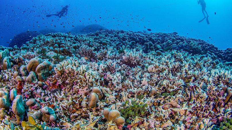 Les plongeurs du National Geographic Pristine Seas mesurent la plus grande colonie de coraux au monde dans les Îles Salomon.