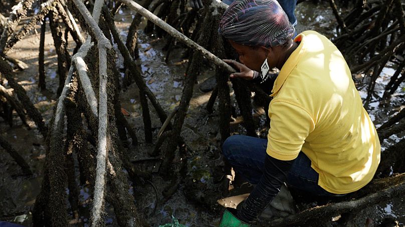 Récolter du piangua dans les mangroves est un travail difficile