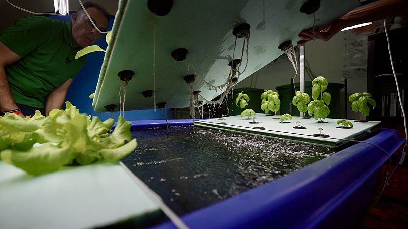 Système aquaponique développé par Aquaponics Iberia à Torres Vedras, Portugal