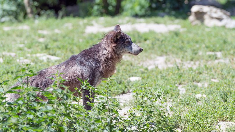 Il n’existe pas de solution simple à la coexistence des humains et des loups.