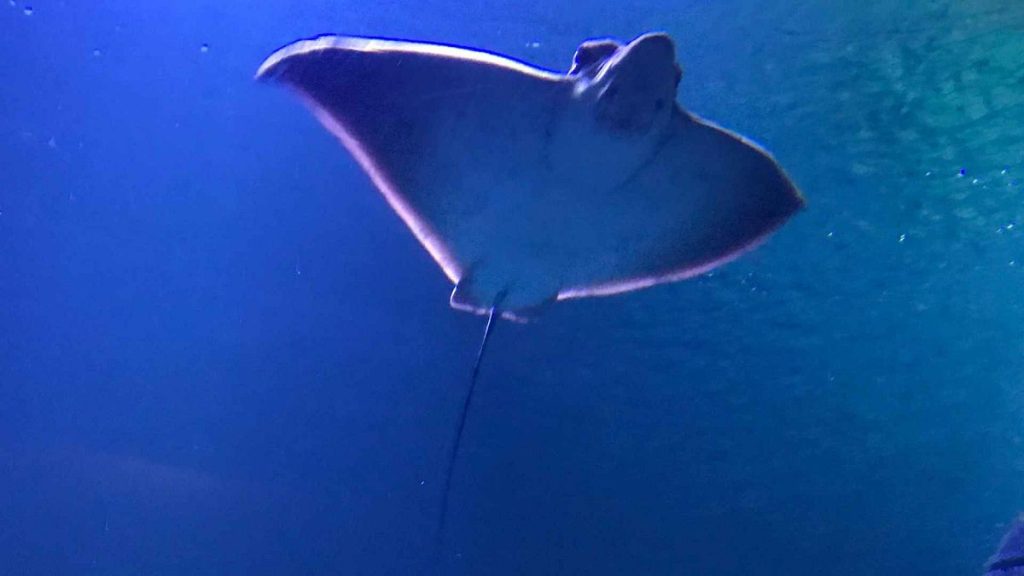 A common eagle ray