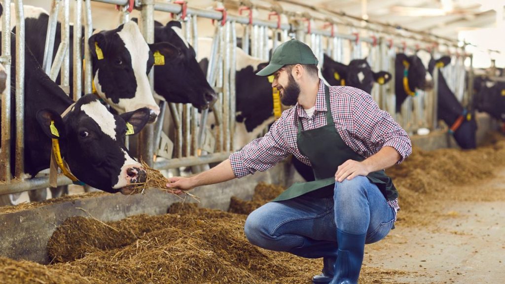 A dairy farm worker sits in a barn with cattle