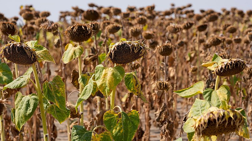 Des tournesols semblent fanés dans un champ au milieu d'une sécheresse près de la ville de Becej, en Serbie, en septembre 2024.