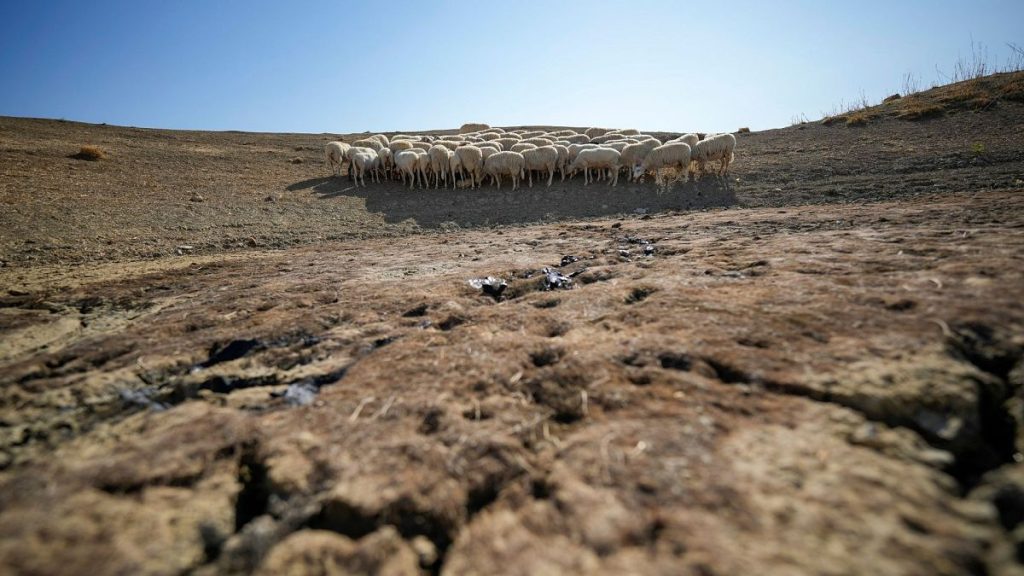 Sheep look for water in a dry pond used by local farms for their livestock, in Contrada Chiapparia, Sicily, Italy, July 2024