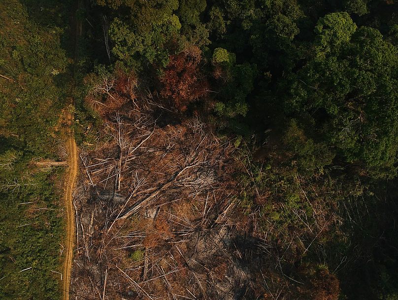 Des milliers d’acres de forêt tropicale continuent d’être détruits chaque année.