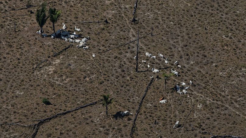 De vastes étendues de forêt tropicale sont défrichées pour faire du pâturage au bétail.