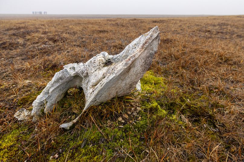 L'os de baleine pétrifié trouvé à Pasley Bay