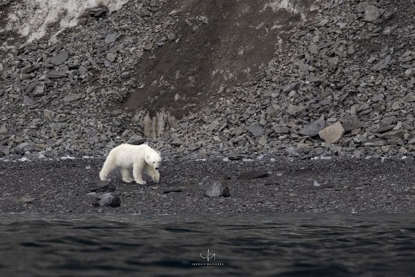 Un ours polaire apparaît à Port Léopold