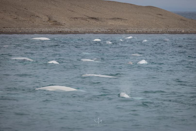 Un groupe de bélugas sur l’île Prescott