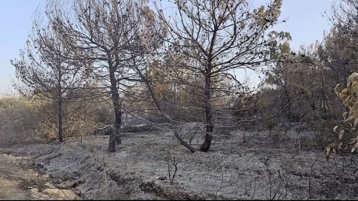 Phosphorus-burnt olive trees in southern Lebanon.