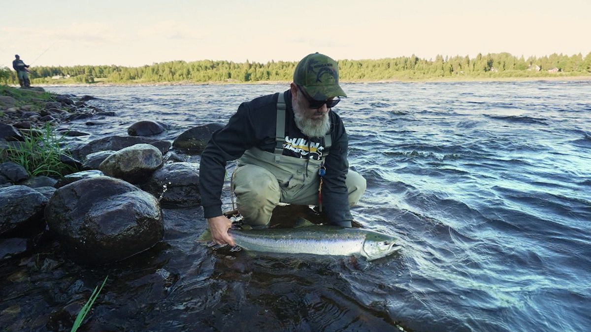 Hooked on salmon: EU-backed efforts to protect Sweden