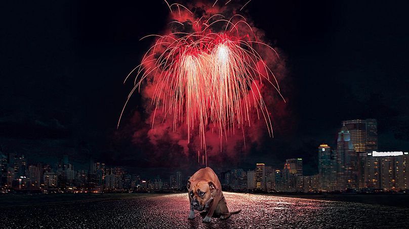 Les chiens et les chats sont bouleversés par les feux d'artifice du Nouvel An