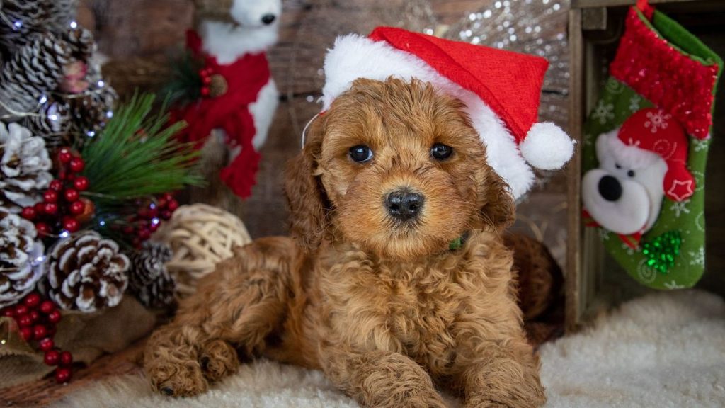 A puppy wears a Christmas hat