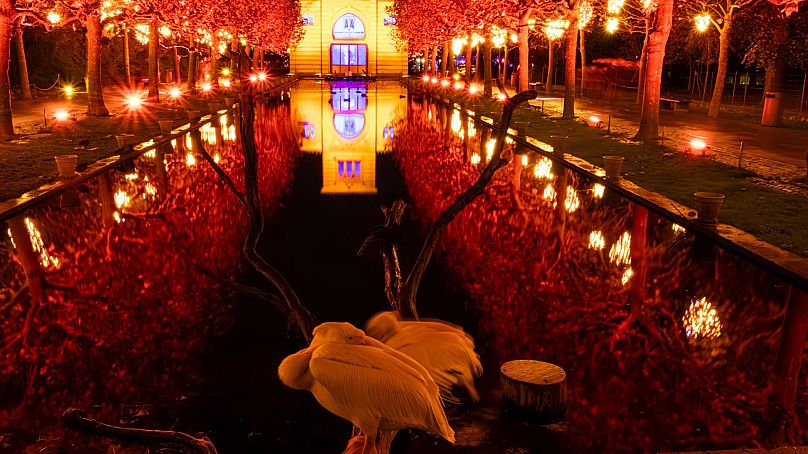 Le sentier des illuminations de Noël au jardin botanique Wilhelma