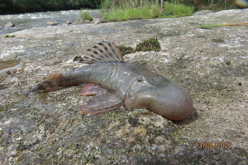 Ce poisson à « tête de goutte » (Chaetostoma sp.) est également nouveau pour la science et a été une découverte choquante en raison de sa tête élargie en forme de goutte.