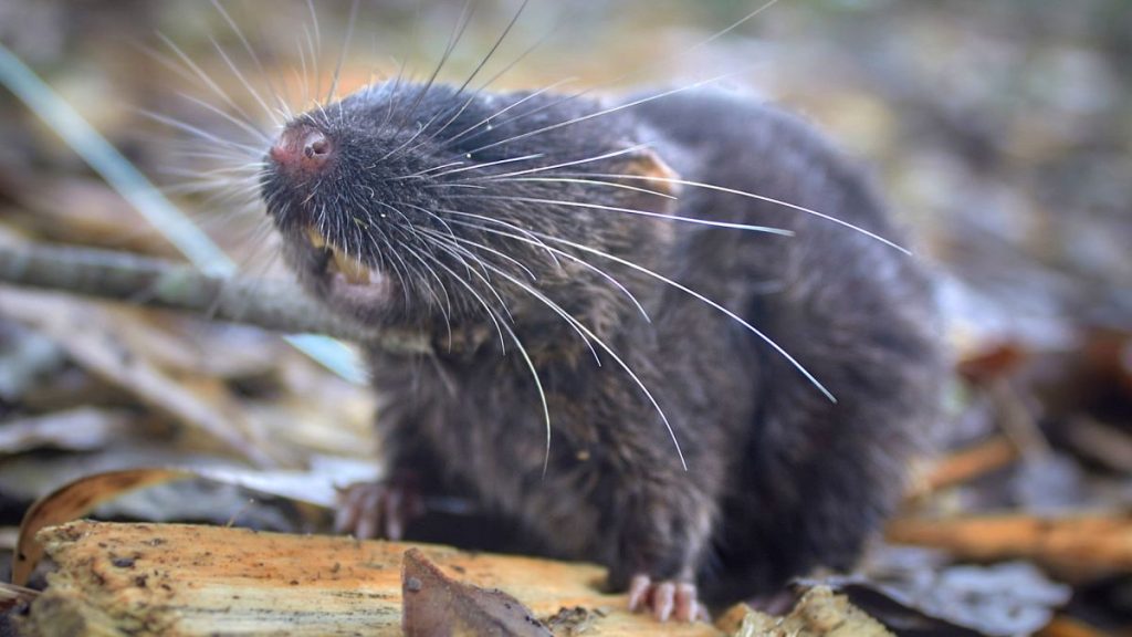 Semi-aquatic (amphibious) mouse (Daptomys sp.) that is new to science.