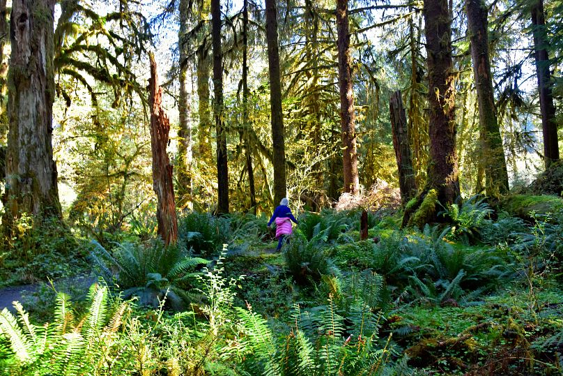 La forêt tropicale de Hoh à Washington, États-Unis