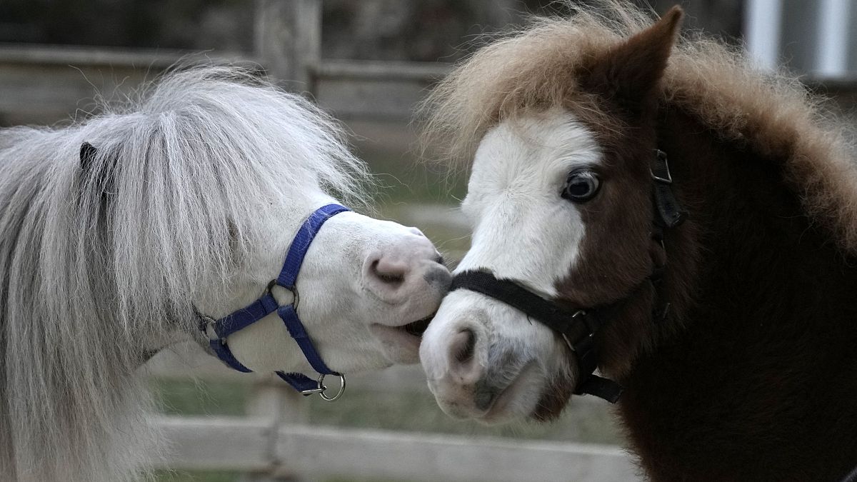 GREECE MINIATURE THERAPY HORSES