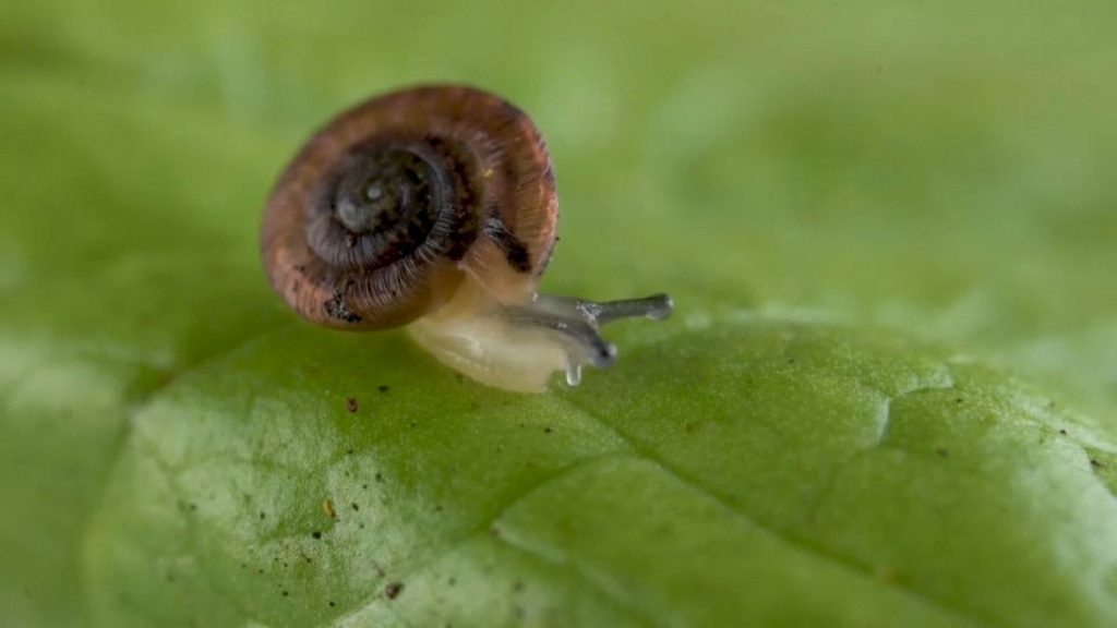 FILE - A Desertas Island land snail walks across a leaf at Chester Zoo in the UK