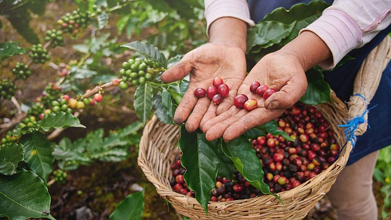 Un cueilleur de café montre des cerises rouges