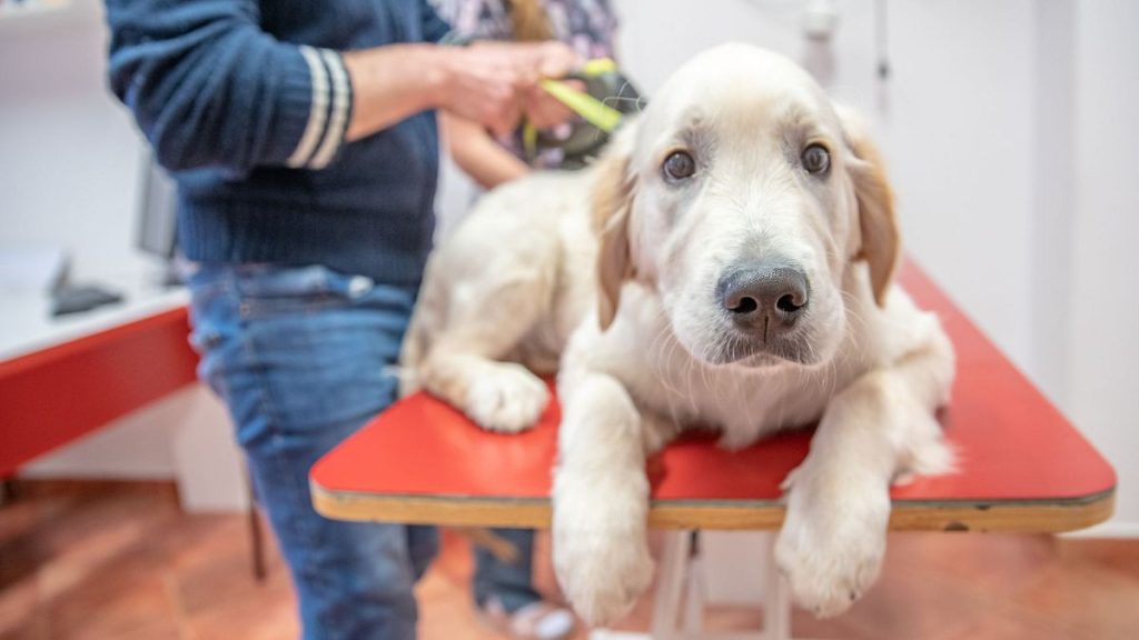 Dog on Examination at Veterinary Clinic