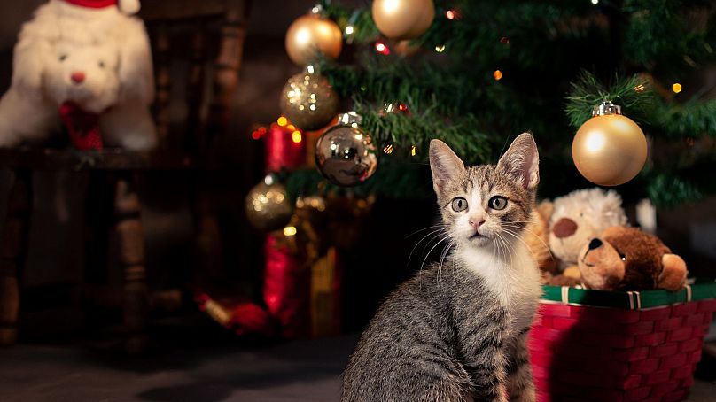 Un chaton sous un sapin de Noël