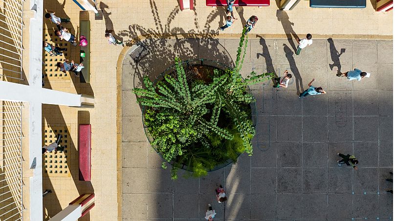 Une micro-forêt plantée par Sugi dans une école primaire de Beyrouth, Liban