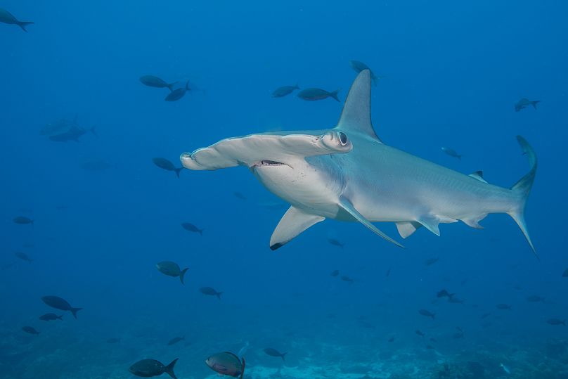 Un requin marteau halicorne photographié dans les îles Galapagos