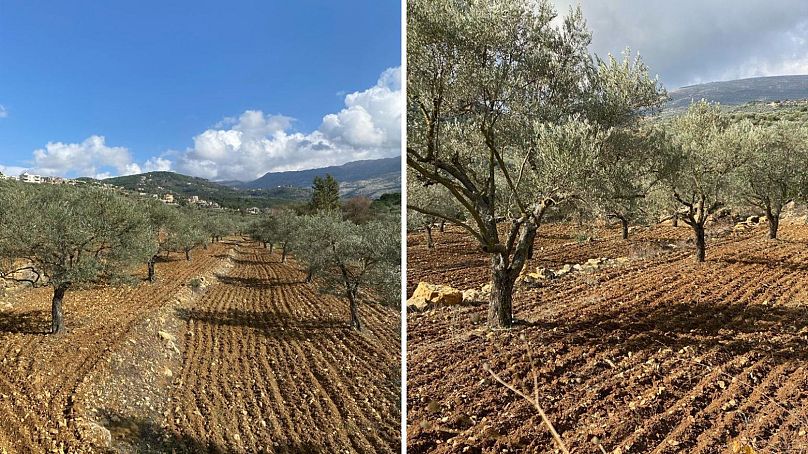 Oliveraies à Maimes, sud du Liban.