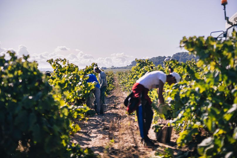 DO Cava Vendimia 