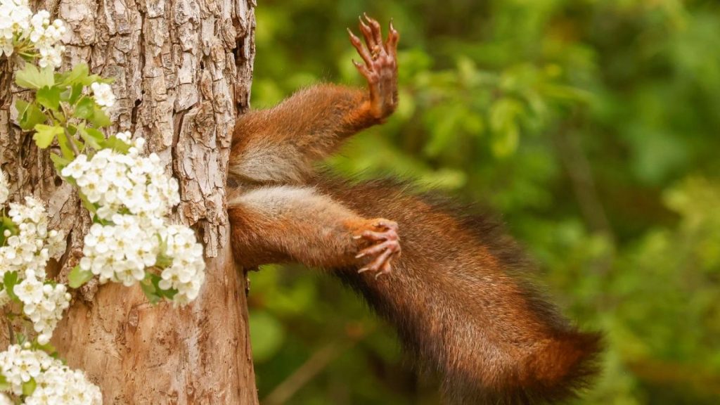 Un photographe d'écureuils en série remporte le premier prix des prix des photos animalières les plus drôles de 2024