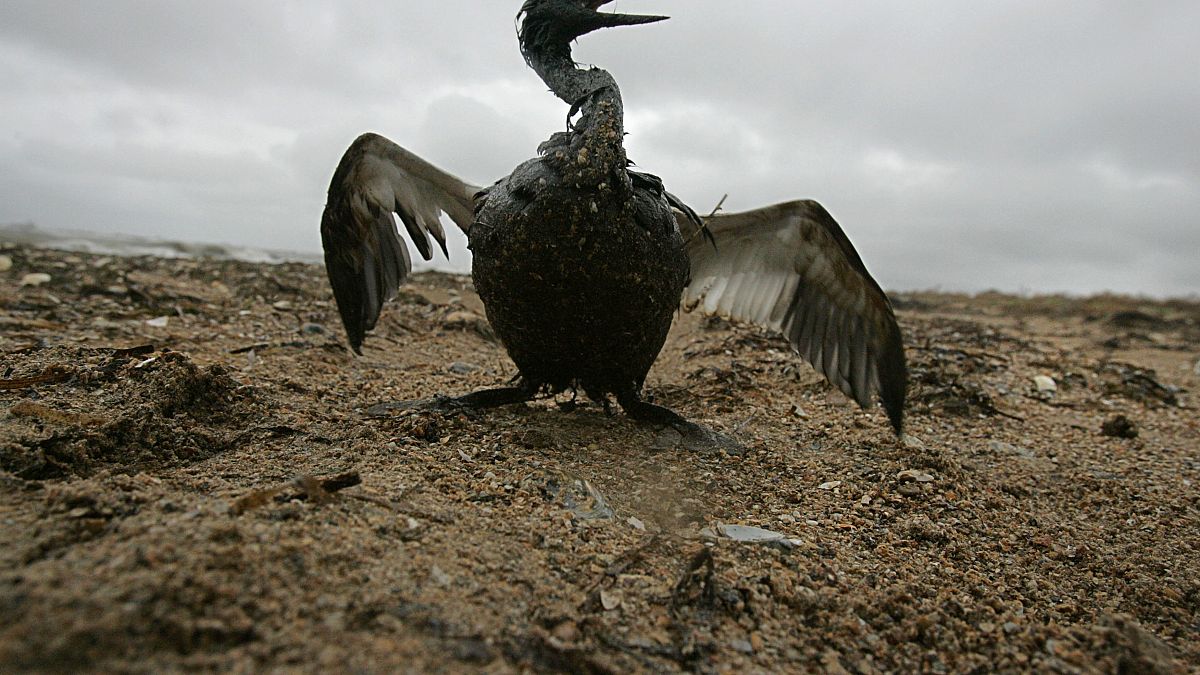 Une marée noire ravage les côtes de la mer Noire, provoquant une crise environnementale majeure