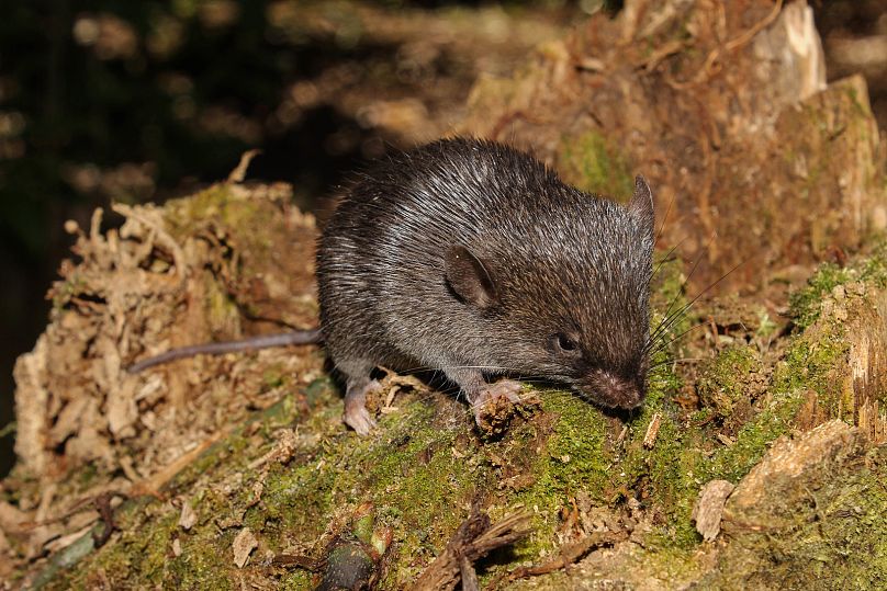 Une nouvelle espèce de souris épineuse (Scolomys sp.), découverte lors d'une expédition d'évaluation rapide de Conservation International dans le paysage de l'Alto Mayo au Pérou. 