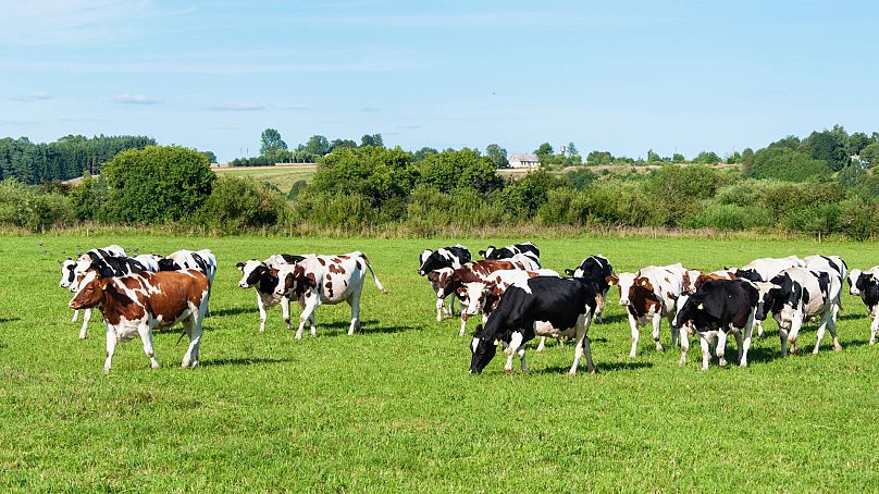 Vaches laitières dans un pâturage vert