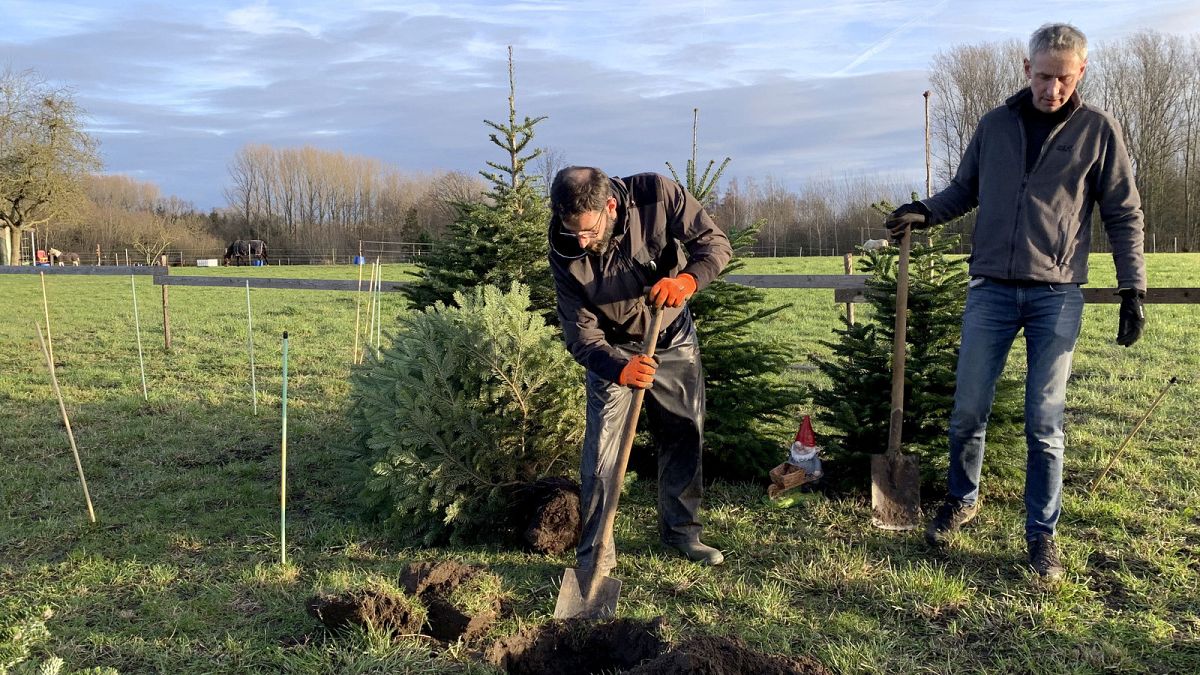 Farm owner Pieter De Wit, left, digs a hole for a Christmas tree as it is replanted in his field at the Paard and Bloem Farm in Oppuurs, Belgium, Saturday, Jan. 7, 2023.