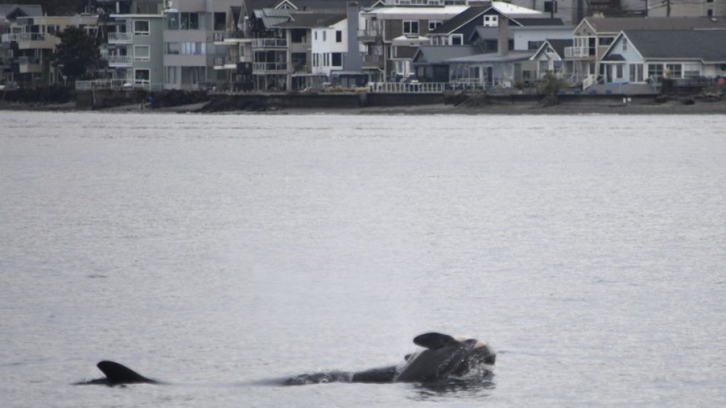 In this photo provided by NOAA Fisheries, the orca known as J35 (Tahlequah) carries the carcass of her dead calf in the waters of Puget Sound off West Seattle on Wednesday