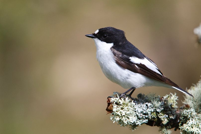 Le moucherolle pie est peut-être petit, mais il joue un rôle important dans la vie de la forêt tropicale