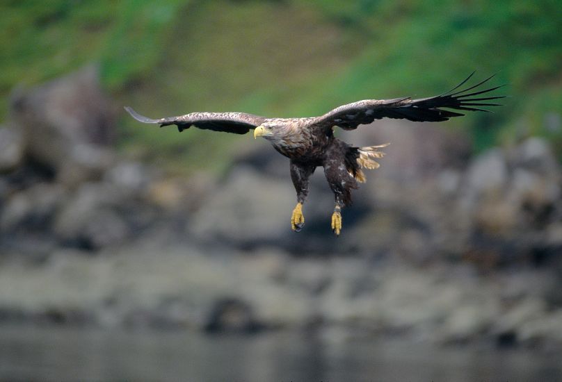 Le pygargue à queue blanche a été ressuscité de l'extinction et joue un rôle crucial dans la forêt tropicale