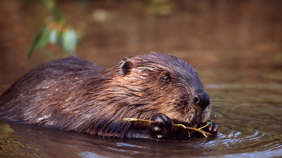 Beavers, great natural architects, are among the creatures found in the UK