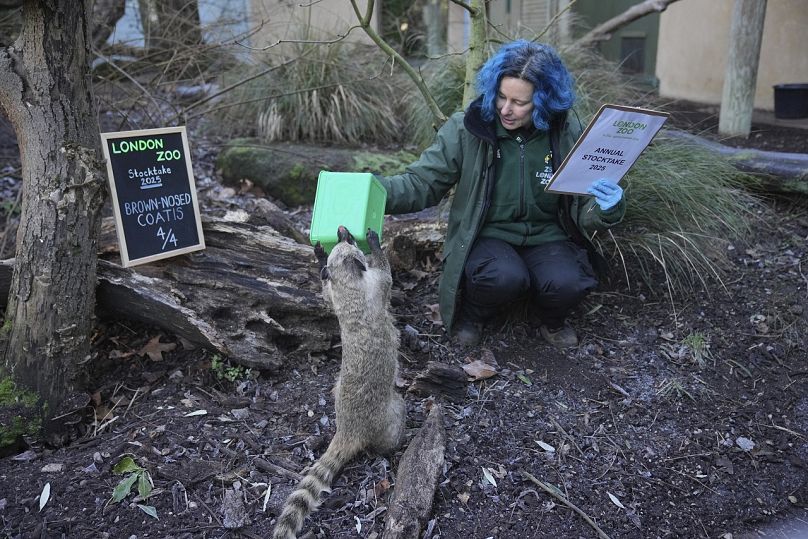 Un gardien de zoo compte les coatis à nez brun lors de l'inventaire annuel au zoo de Londres, le vendredi 3 janvier 2025.