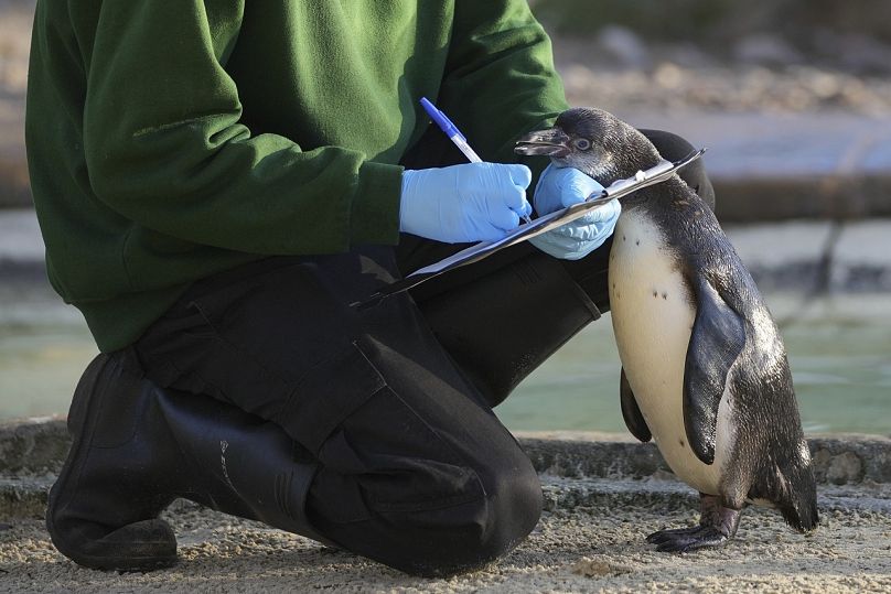 Un gardien de zoo compte les pingouins lors de l'inventaire annuel au zoo de Londres, le vendredi 3 janvier 2025.